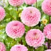 1 Wizard of Oz Dahlia Tuber Live for Planting, Light Pink Dahlia Tuber Easy to Grow Flowers for Your Home and Garden