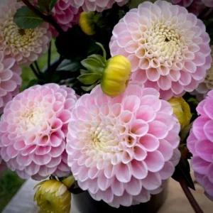 1 Wizard of Oz Dahlia Tuber Live for Planting, Light Pink Dahlia Tuber Easy to Grow Flowers for Your Home and Garden