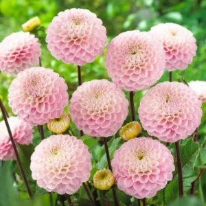 1 Wizard of Oz Dahlia Tuber Live for Planting, Light Pink Dahlia Tuber Easy to Grow Flowers for Your Home and Garden