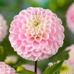 1 Wizard of Oz Dahlia Tuber Live for Planting, Light Pink Dahlia Tuber Easy to Grow Flowers for Your Home and Garden