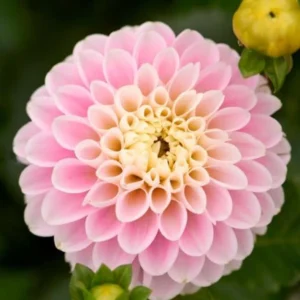 1 Wizard of Oz Dahlia Tuber Live for Planting, Light Pink Dahlia Tuber Easy to Grow Flowers for Your Home and Garden