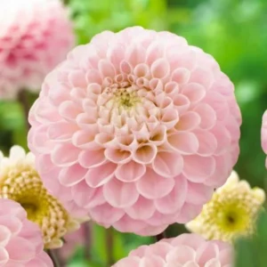 1 Wizard of Oz Dahlia Tuber Live for Planting, Light Pink Dahlia Tuber Easy to Grow Flowers for Your Home and Garden
