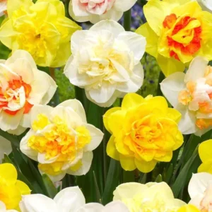 10 Bulbs Double Daffodil Mix Live for Planting, Double Narcissus Bulbs Perennial Flowers Bulbs for Garden