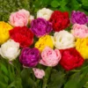 10 Bulbs Double Peony Tulip Mixed Live for Planting, Peony-Flowered Tulip Bulbs Perennial Flowers Bulbs for Garden