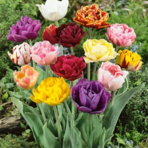 10 Bulbs Double Peony Tulip Mixed Live for Planting, Peony-Flowered Tulip Bulbs Perennial Flowers Bulbs for Garden