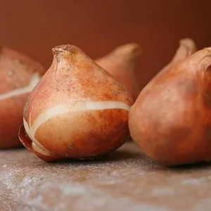 10 Bulbs Double Peony Tulip Mixed Live for Planting, Peony-Flowered Tulip Bulbs Perennial Flowers Bulbs for Garden