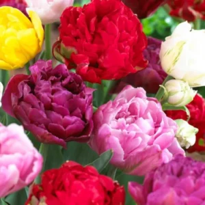 10 Bulbs Double Peony Tulip Mixed Live for Planting, Peony-Flowered Tulip Bulbs Perennial Flowers Bulbs for Garden
