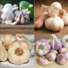 1Lb Mixed Garlic Bulbs for Planting and Gardening, Hardneck Garlic Tubers, White Red Purple Garlic Bulbs