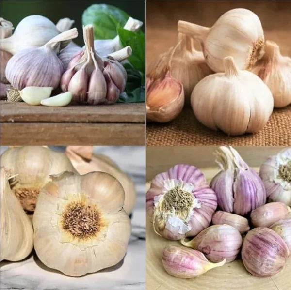 1Lb Mixed Garlic Bulbs for Planting and Gardening, Hardneck Garlic Tubers, White Red Purple Garlic Bulbs
