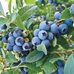 Live Blueberry Plant - 5-12