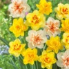 20 Bulbs Double Daffodil Mix Live for Planting, Double Narcissus Bulbs Perennial Flowers Bulbs for Garden