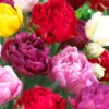 20 Bulbs Double Peony Tulip Mixed Live for Planting, Peony-Flowered Tulip Bulbs Perennial Flowers Bulbs for Garden