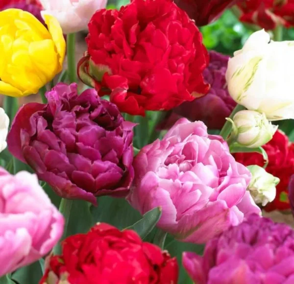 20 Bulbs Double Peony Tulip Mixed Live for Planting, Peony-Flowered Tulip Bulbs Perennial Flowers Bulbs for Garden