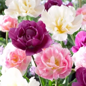 20 Bulbs Double Peony Tulip Mixed Live for Planting, Peony-Flowered Tulip Bulbs Perennial Flowers Bulbs for Garden