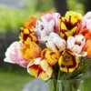 20 Bulbs Rembrandt Tulip Mix Live for Planting, Tulip Mix Bulbs Perennial Flowers Bulbs for Garden
