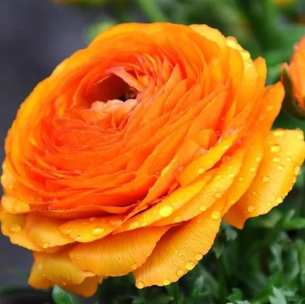 25 Gold Ranunculus Bulbs Live for Planting, Gold Buttercup Bulbs Perennial Flowers Bulbs for Garden