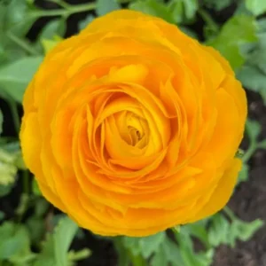 25 Gold Ranunculus Bulbs Live for Planting, Gold Buttercup Bulbs Perennial Flowers Bulbs for Garden