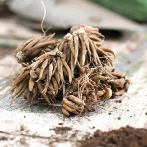 25 Gold Ranunculus Bulbs Live for Planting, Gold Buttercup Bulbs Perennial Flowers Bulbs for Garden