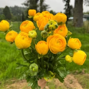 25 Gold Ranunculus Bulbs Live for Planting, Gold Buttercup Bulbs Perennial Flowers Bulbs for Garden