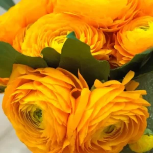 25 Gold Ranunculus Bulbs Live for Planting, Gold Buttercup Bulbs Perennial Flowers Bulbs for Garden