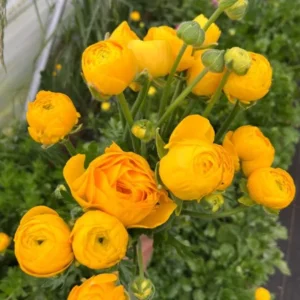 25 Gold Ranunculus Bulbs Live for Planting, Gold Buttercup Bulbs Perennial Flowers Bulbs for Garden