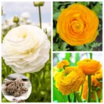 25 Mix Ranunculus Bulbs Live for Planting, Mix Buttercup Bulbs Perennial Flowers Bulbs for Garden