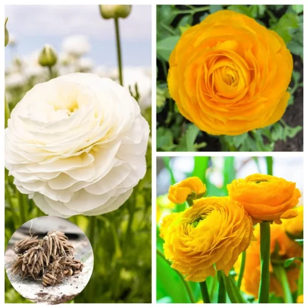 25 Mix Ranunculus Bulbs Live for Planting, Mix Buttercup Bulbs Perennial Flowers Bulbs for Garden