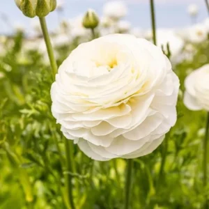 25 Mix Ranunculus Bulbs Live for Planting, Mix Buttercup Bulbs Perennial Flowers Bulbs for Garden