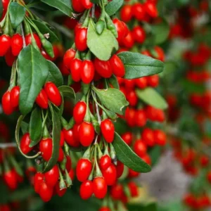 Red Goji Berry Plant Live - Outdoor Goji Berry Tree - 6-9 Inches Tall