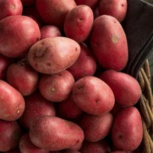 Red Potatoes Seed Potatoes - 2 Lbs Whole Tubers for Planting