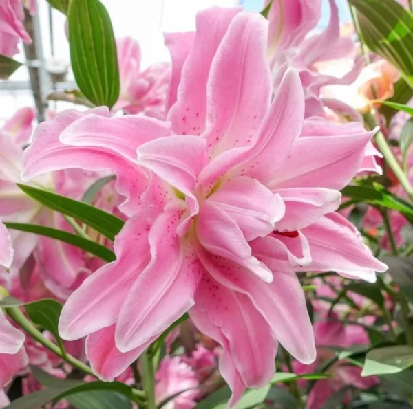 3 Bulbs Oriental Double Lilies Live for Planting, Lily Perennial Bulbs Easy to Grow Flowers for Your Home and Garden