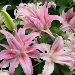 3 Bulbs Oriental Double Lilies Live for Planting, Lily Perennial Bulbs Easy to Grow Flowers for Your Home and Garden