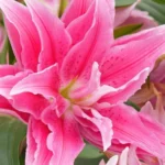 3 Roselily Bulbs Live for Planting, Lily Perennial Bulbs Easy to Grow Flowers for Your Home and Garden