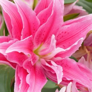 3 Roselily Bulbs Live for Planting, Lily Perennial Bulbs Easy to Grow Flowers for Your Home and Garden