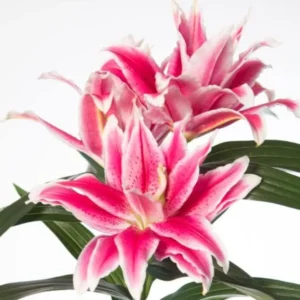 3 Roselily Bulbs Live for Planting, Lily Perennial Bulbs Easy to Grow Flowers for Your Home and Garden