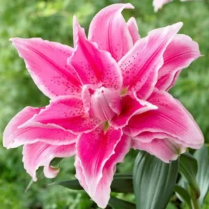 3 Roselily Bulbs Live for Planting, Lily Perennial Bulbs Easy to Grow Flowers for Your Home and Garden