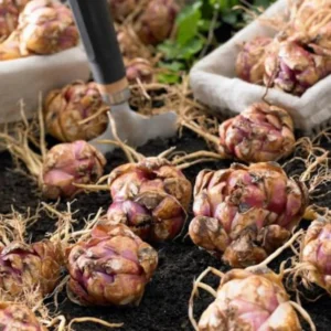 3 Roselily Bulbs Live for Planting, Lily Perennial Bulbs Easy to Grow Flowers for Your Home and Garden