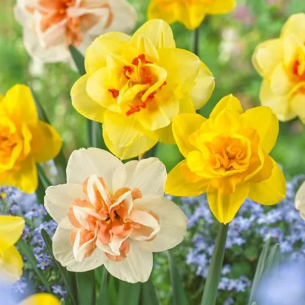30 Bulbs Double Daffodil Mix Live for Planting, Double Narcissus Bulbs Perennial Flowers Bulbs for Garden
