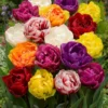 30 Bulbs Double Peony Tulip Mixed Live for Planting, Peony-Flowered Tulip Bulbs Perennial Flowers Bulbs for Garden