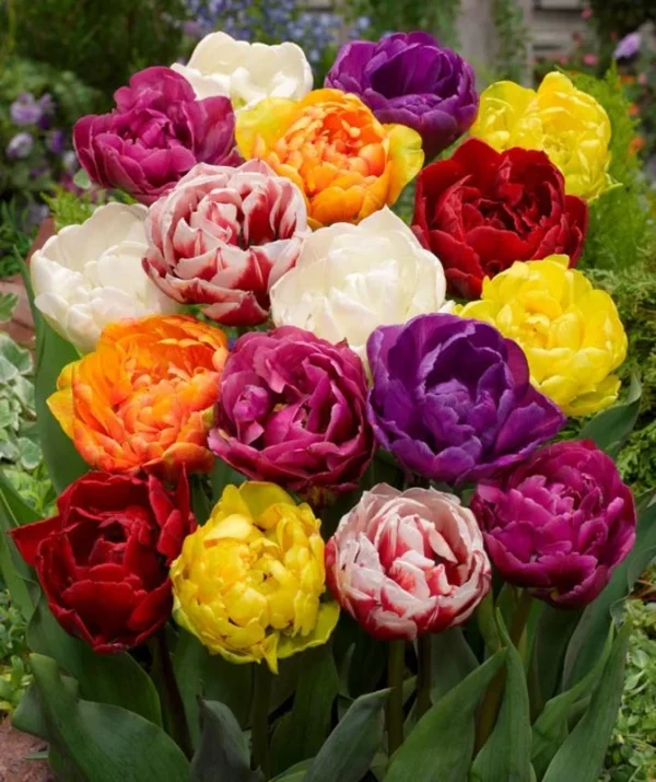 30 Bulbs Double Peony Tulip Mixed Live for Planting, Peony-Flowered Tulip Bulbs Perennial Flowers Bulbs for Garden