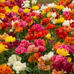 30 Bulbs Double Peony Tulip Mixed Live for Planting, Peony-Flowered Tulip Bulbs Perennial Flowers Bulbs for Garden