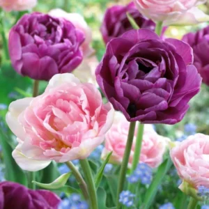30 Bulbs Double Peony Tulip Mixed Live for Planting, Peony-Flowered Tulip Bulbs Perennial Flowers Bulbs for Garden