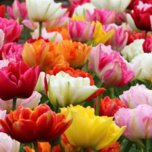30 Bulbs Double Peony Tulip Mixed Live for Planting, Peony-Flowered Tulip Bulbs Perennial Flowers Bulbs for Garden