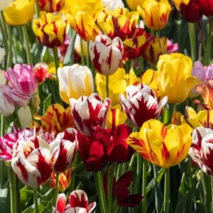 30 Bulbs Rembrandt Tulip Mix Live for Planting, Tulip Mix Bulbs Perennial Flowers Bulbs for Garden