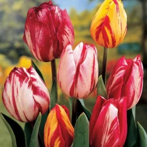 30 Bulbs Rembrandt Tulip Mix Live for Planting, Tulip Mix Bulbs Perennial Flowers Bulbs for Garden