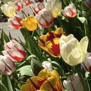 30 Bulbs Rembrandt Tulip Mix Live for Planting, Tulip Mix Bulbs Perennial Flowers Bulbs for Garden