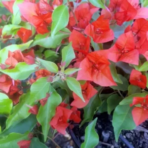 Flame Bougainvillea Plants Live - Flowering Trees for Garden, 4-7 Inches