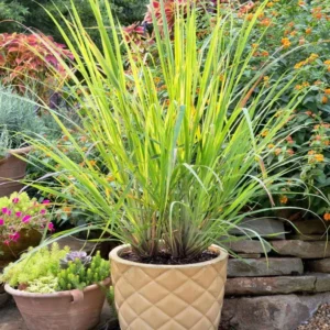 Lemongrass Live Plants - Set of 2 Outdoor Herb Plants Rooted Stalks