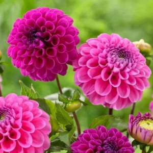 1 Franz Kafka Dahlia Tuber Live for Planting, Dark Pink Dahlia Tuber Easy to Grow Flowers for Your Home and Garden