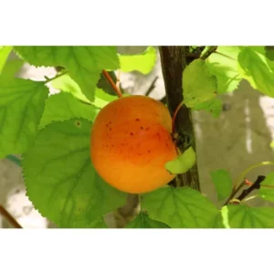 Dwarf Puget Gold Apricot Tree Bare Root Live Plant - Easiest Growing Apricot Tree - Fruit Tree - 2 Years Old 3-4 Feet Tall